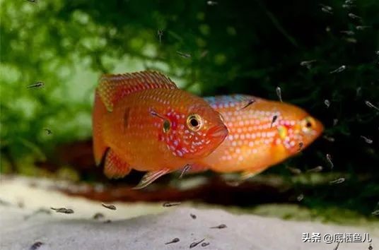 水族界的平头哥,鱼缸界平头哥