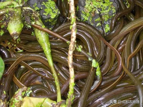 黄鳝鱼养殖技术与利润,黄鳝养殖技术和池子的建造