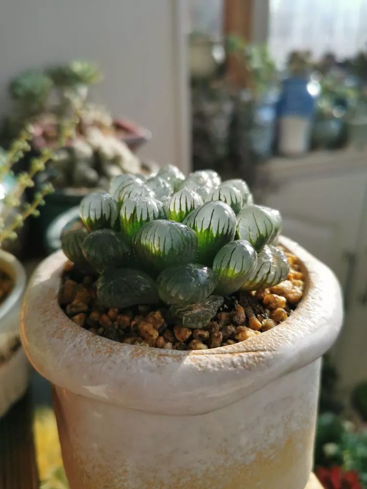 适合北方阳台党养的多肉,适合养在北阳台的多肉