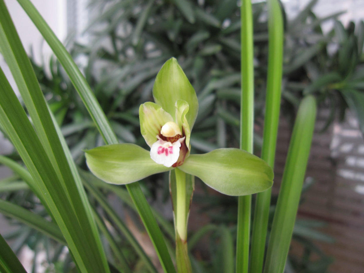 君子兰兰花不开花的原因,怎样使君子兰兰花叶子长得对称