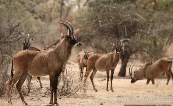 非洲牛科,物种繁多,来认识一下非洲大陆的各种羚羊吧