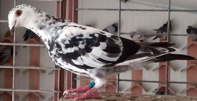 鸽子饮水里放什么药预防疾病,信鸽饮水的五个禁忌