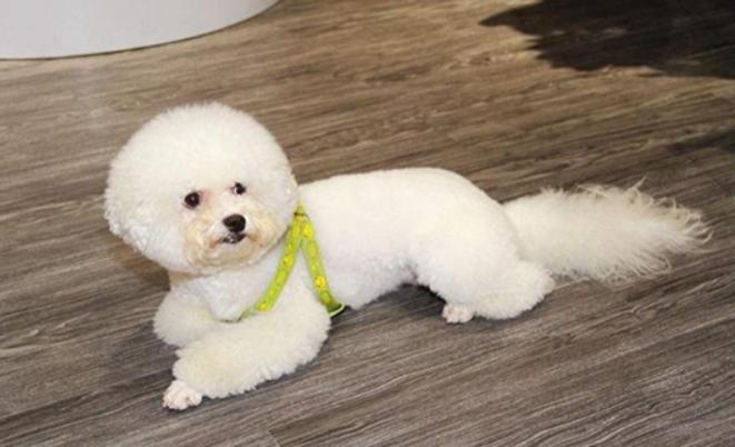 比熊的泪痕怎么清除,怎么清理比熊的眼屎