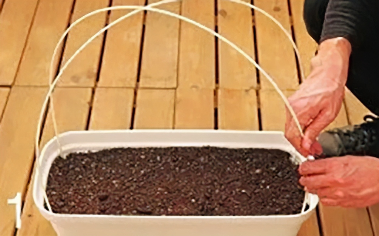 避蚜虫的防虫网,种菜防虫网能防蚜虫吗