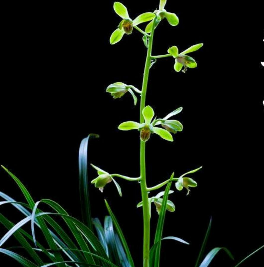 蕙兰出花苞以后怎么养,大花蕙兰花苞怎么养护