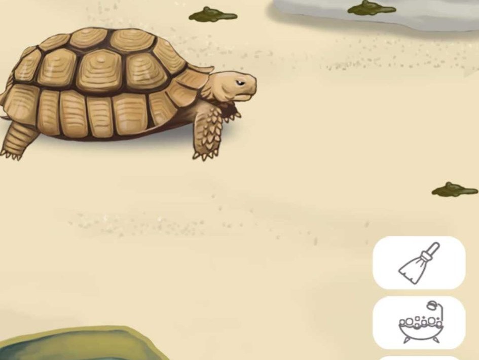 宠物溺水如何抢救,龟溺水救治后怎么处理