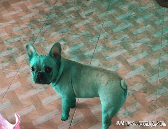 哎呀妈呀,法斗绿了,绿得好均匀,这就是宠物界的绿巨人?