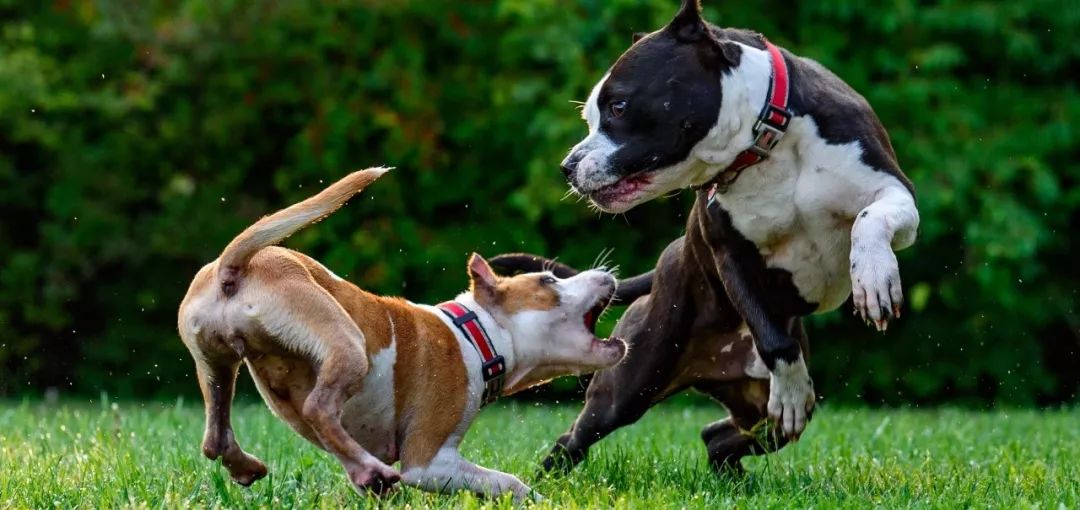 奥数后备队员有机会上场吗,西安奥数考试机会