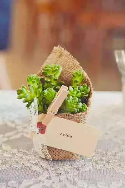 室雅何须大，花香不在多，在小屋里赏花种草，把日子过得刚刚好