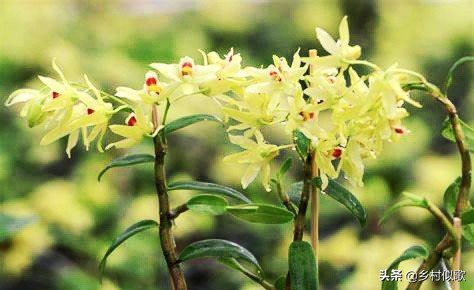 野生石斛和人工养殖石斛图片,深山奇花异草