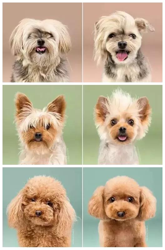 五一萌宠游园会,五一萌宠节