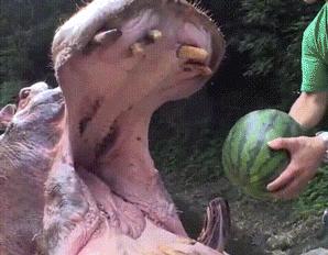 非洲河马钓鱼杀人，却反被人类逼成“脆弱”物种