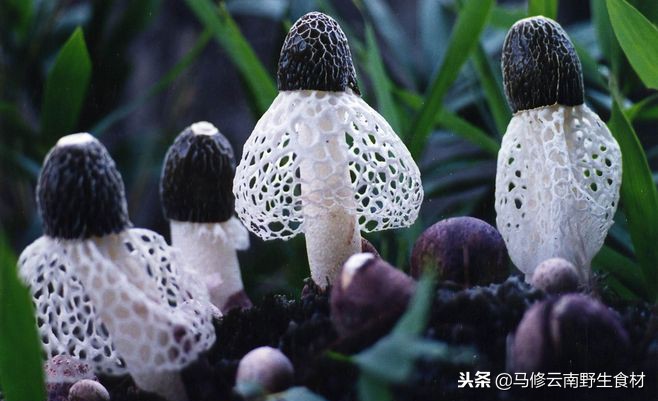 竹荪菌种怎么挑选,在蜀南竹海买竹荪怎么挑选