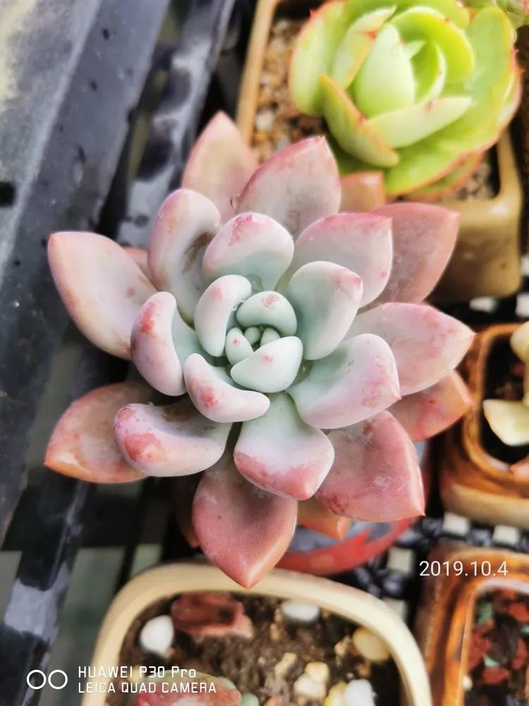 人生就像养多肉一样,人生如同养多肉时间不会怠慢