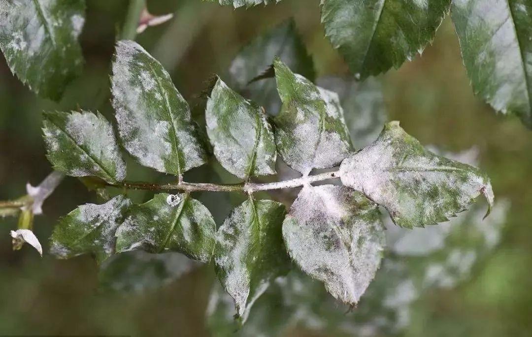 园林植物常见病虫害识别与防治,园林冬季病虫害防治