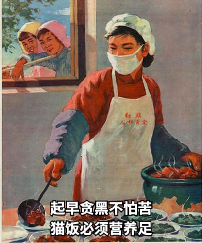 祺鑫养猫实录,穷人养猫实录