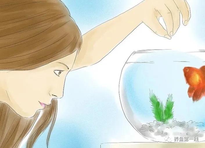 金鱼的种类图片和名字观赏,金鱼的品种分别有哪些图片