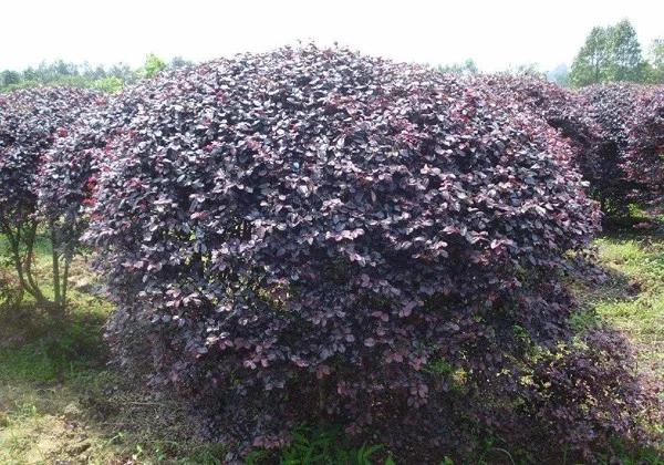 苗木造型树行情,造型树精品苗木