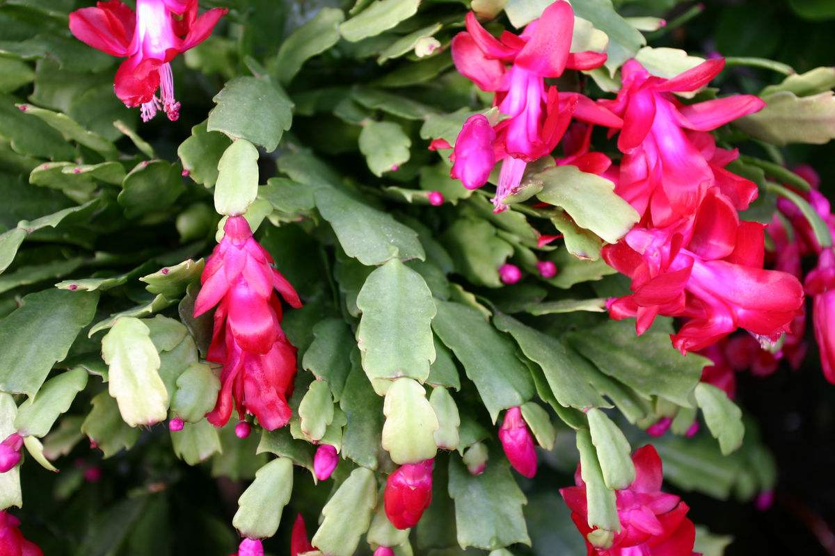 蟹爪兰开花后怎么处理教程,蟹爪兰快开花了能浇营养液吗