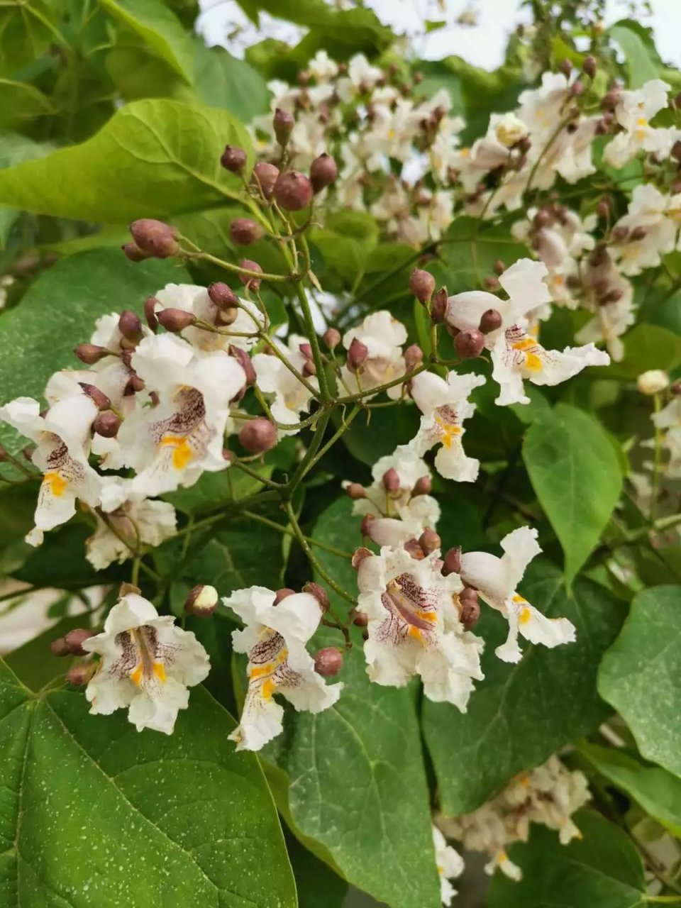 植物叶子长白色斑点怎么办,植物叶片上长满了白点是什么原因