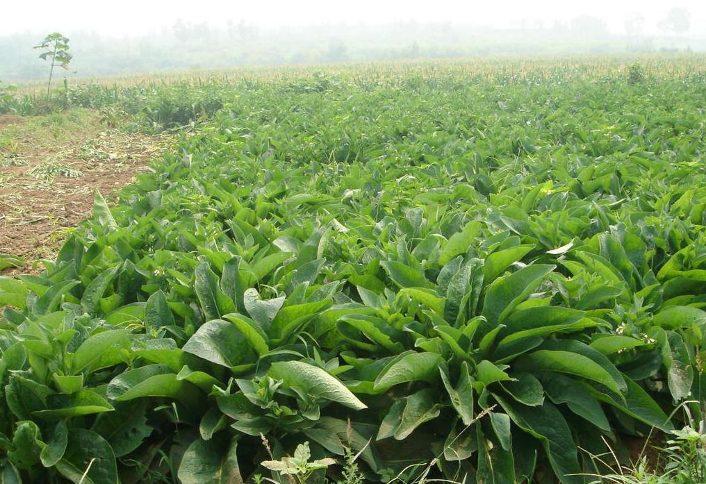 宁夏沙土地种植,宁夏银川200亩地种什么效益高