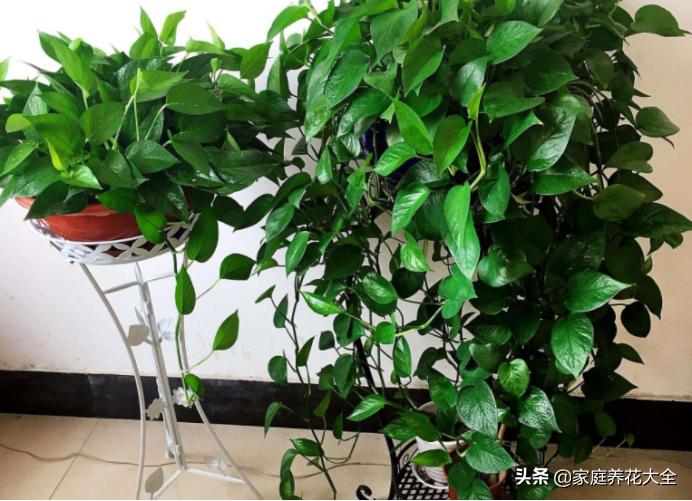 绿萝叶子有白色的东西怎么处理,绿萝叶子白斑的原因及解决方法