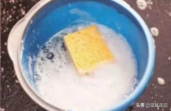 月季花苞期蚜虫不处理会怎么样,月季花苞上有蚜虫喷什么药