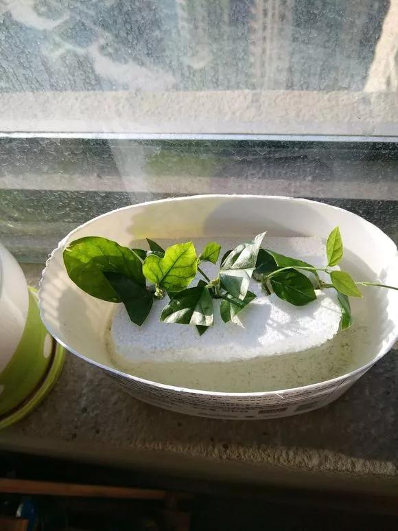 塑料瓶绑在月季上能生根吗视频,水扦插适应哪些花卉