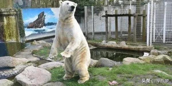 动物园发生了让人哭笑不得的事情,最孤独的动物园现状有很多游客吗