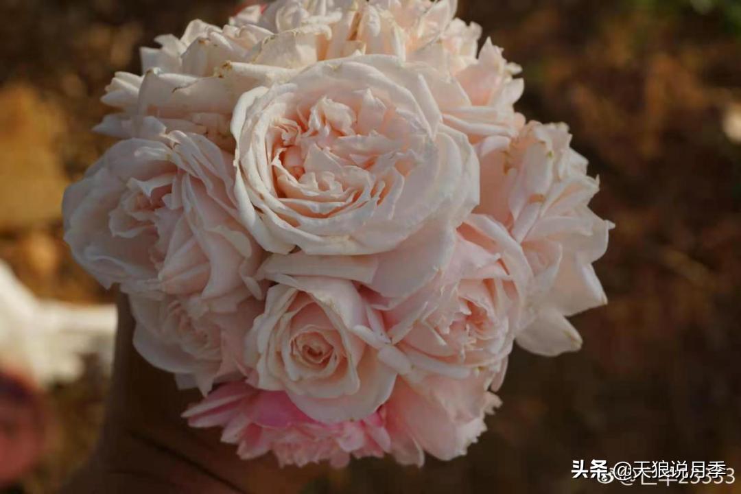 怦然心动的万人迷月季,原来从它而来(终篇)