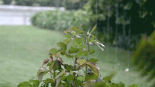 定风波晨海原版视频,定风波晴雨