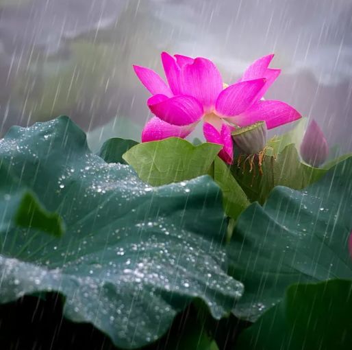 中国水墨荷花欣赏映日荷花别样红,映日荷花别样红写的是哪里的荷花