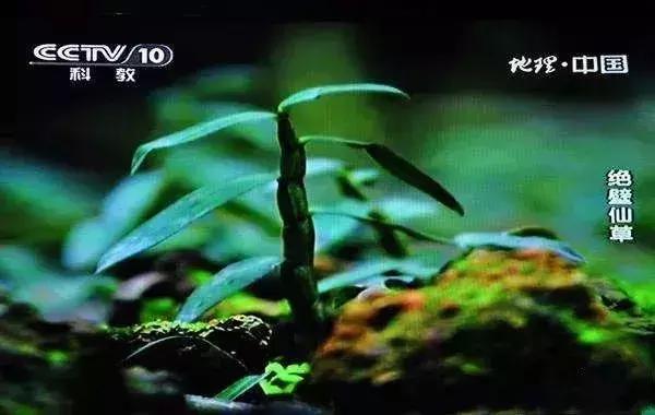 常吃可以养胃抗衰老,养胃润肺中药泡茶方子