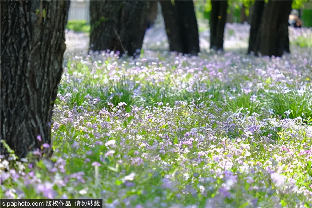 紫色花海哪里最好玩,紫色的花海景点