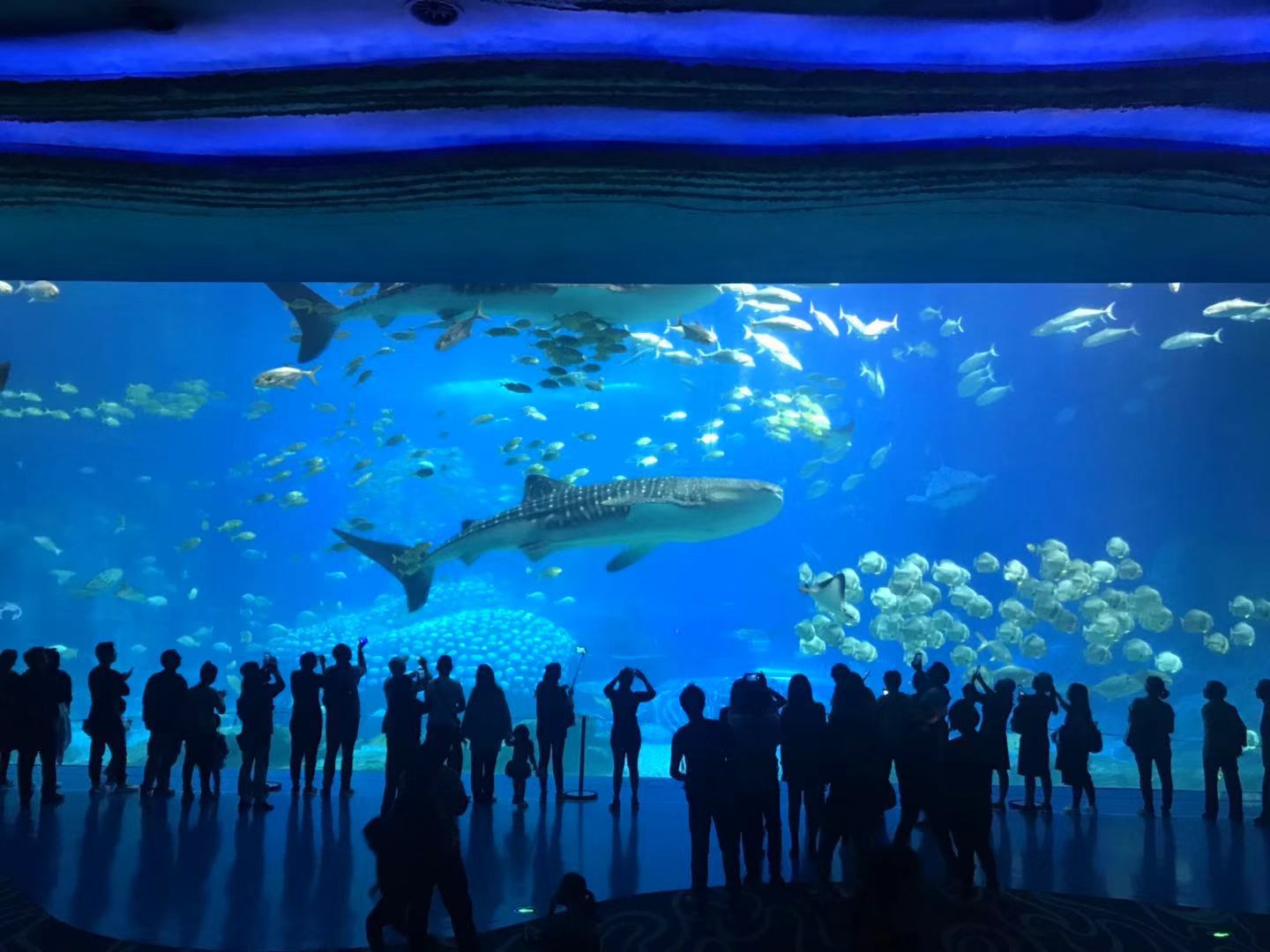 珠海长隆海洋王国亲子攻略2岁,亲子珠海长隆海洋王国一日游攻略