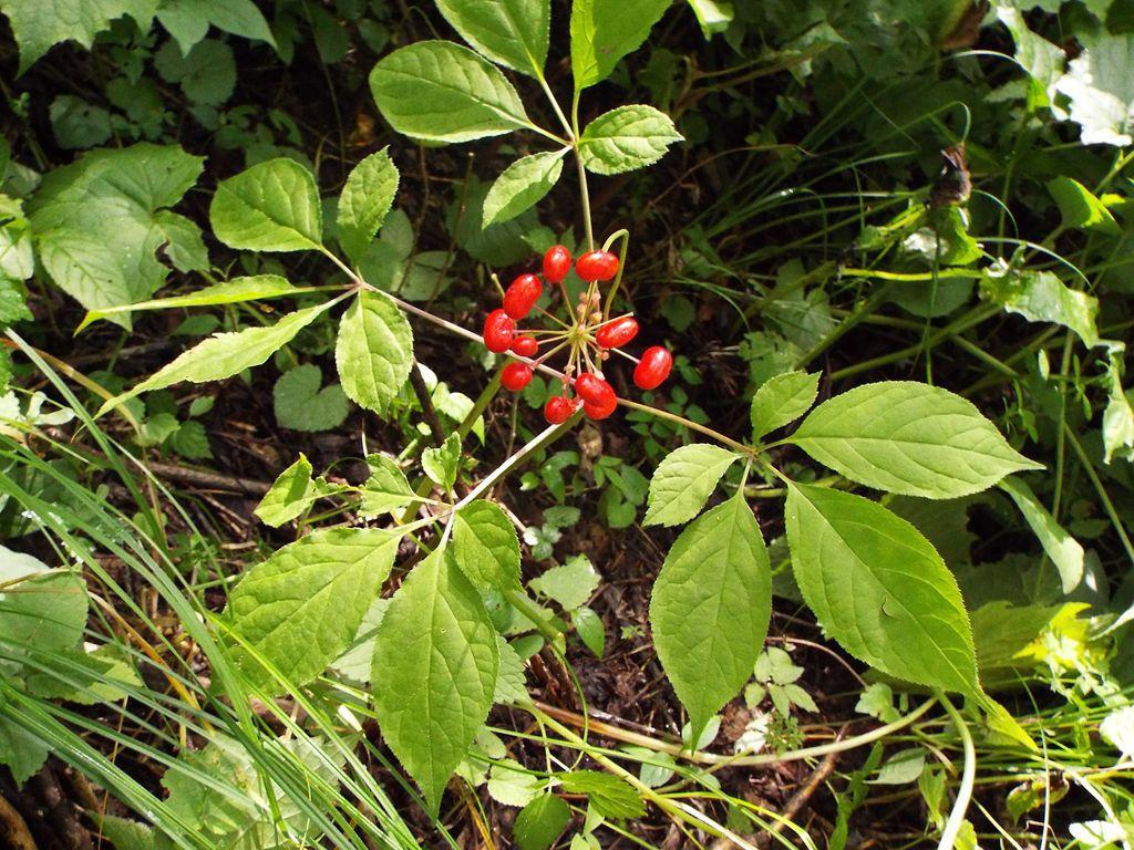 同样是人参,同样年份人参价格不同