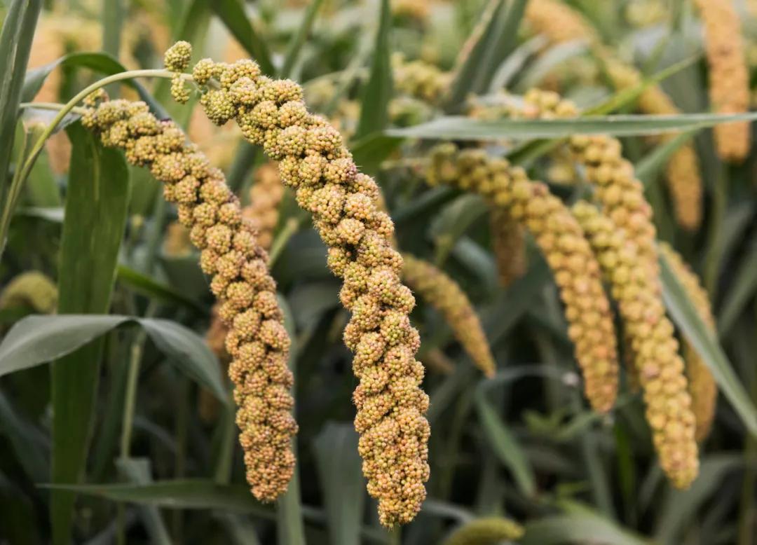 有机黄小米怎么样,有机厚油黄小米真的假的