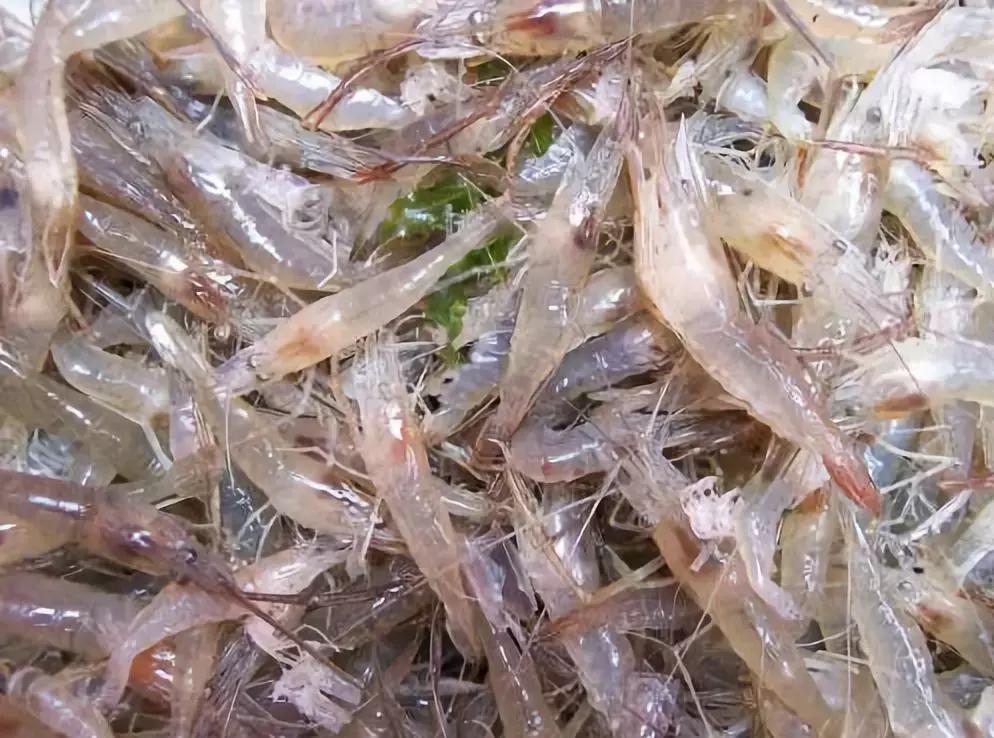 防城港怎么吃海鲜便宜不被坑,防城港干货海鲜有哪些