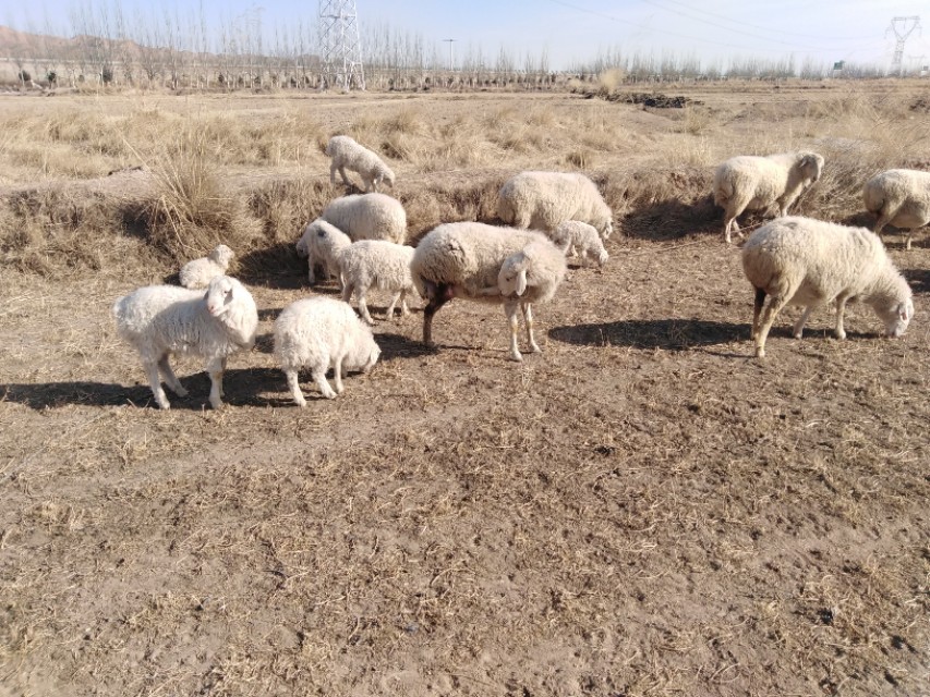 3万元能做什么养殖,三万元能投资养殖什么