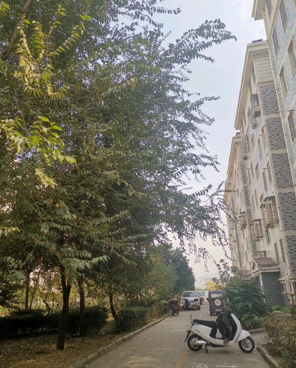 宋跳前景,宋跳有发展吗