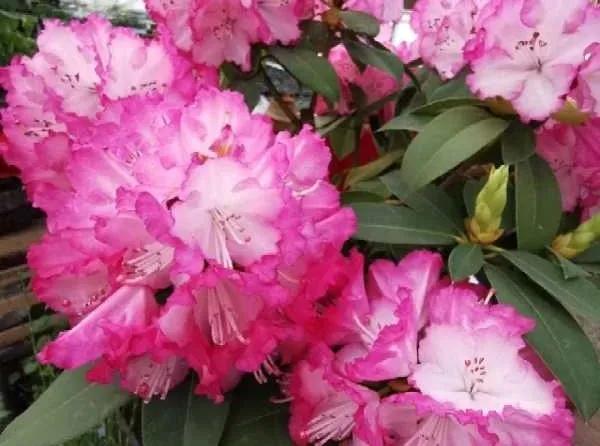 沈阳比较大的花卉市场,沈阳大东北最大花卉市场在哪里