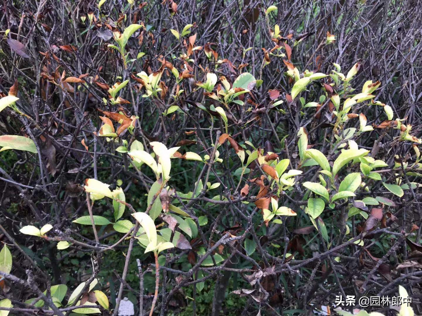 红叶石楠顶端叶片干枯是什么原因,移栽的红叶石楠发新芽后又干枯了