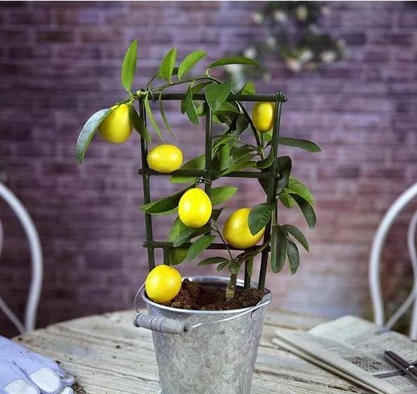 柠檬树种家里的好处,把柠檬树搬到阳光下