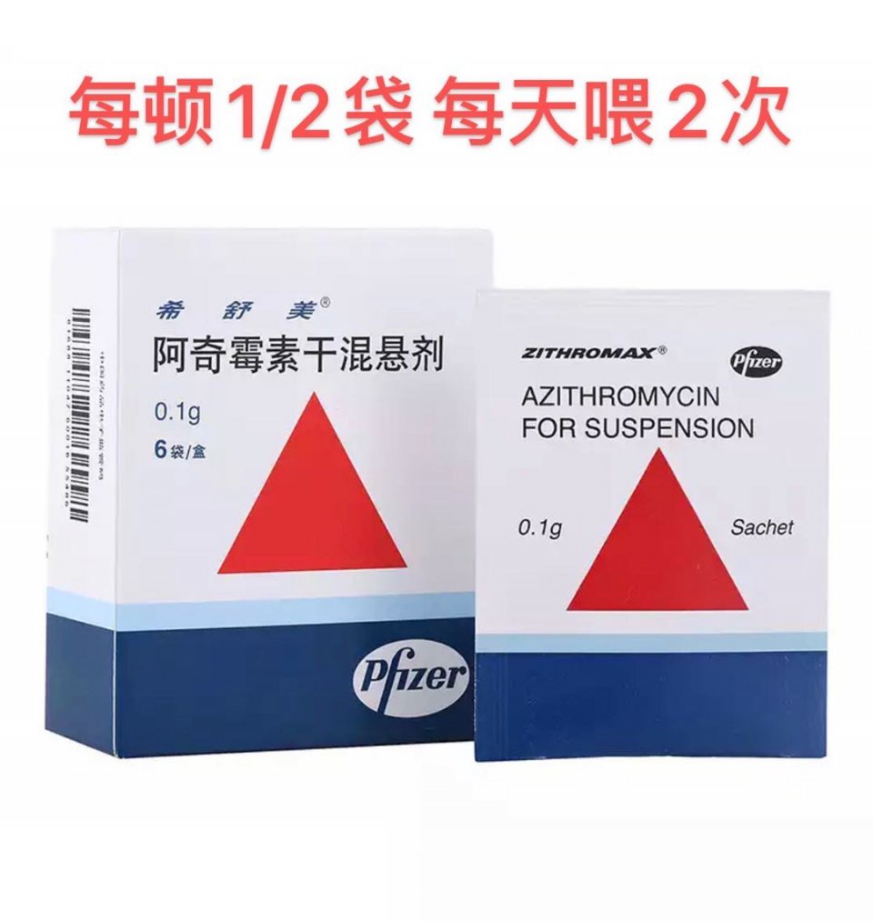 柴犬病的表现,日本纯种柴犬