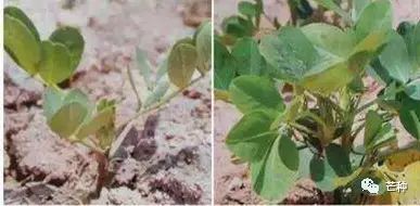 花生高产栽培技术视频,种花生到收花生的所有过程