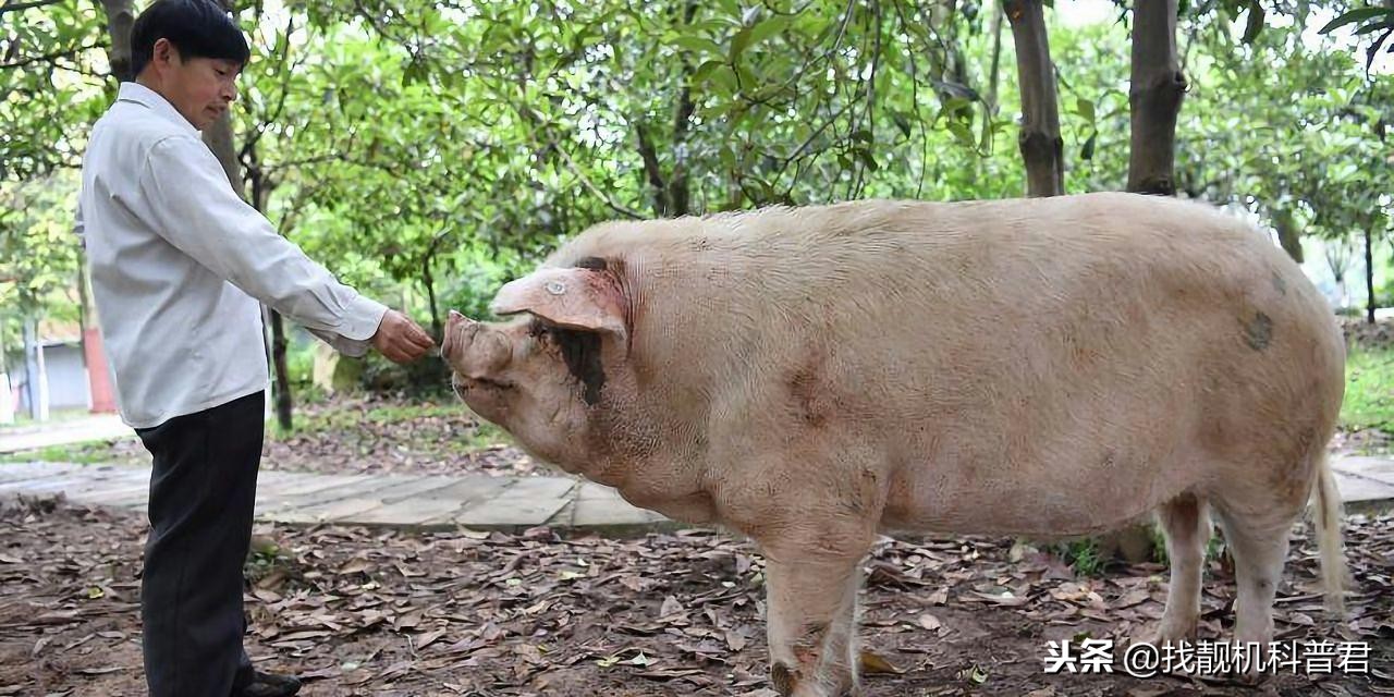 一头猪如果永远不杀会长多重,如果猪一辈子不杀究竟能长多大