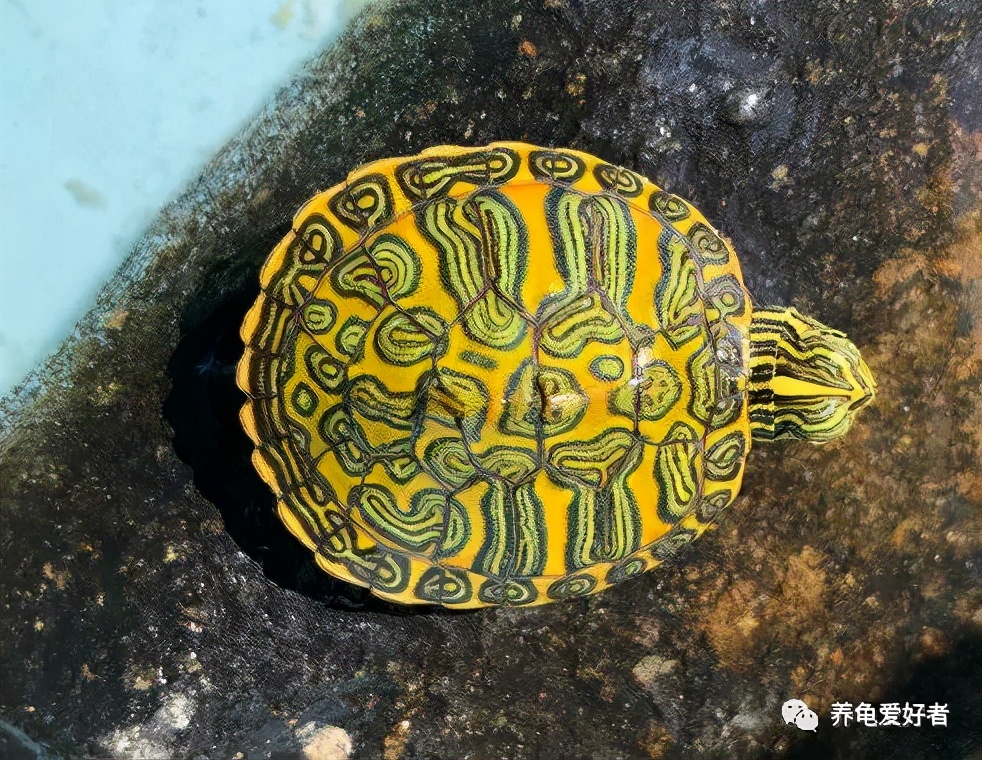 龟水肿但状态特别不好,龟浮肿和水质有关系吗