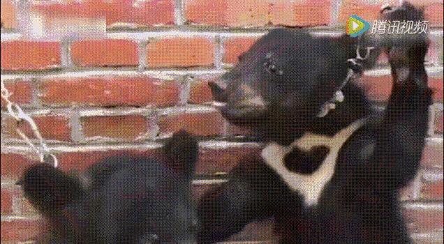 每个生命都值得被虐待,任何生命都不该被虐待