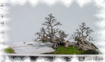 丛林式盆景欣赏,盆景欣赏及制作