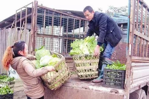 蔬菜价格常见涨一天跌三天的状况,皆因蔬菜太多人心太急所致